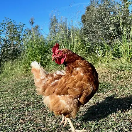 Farma Il Gelsomino Bio Alberese