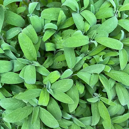 Farma Il Gelsomino Bio